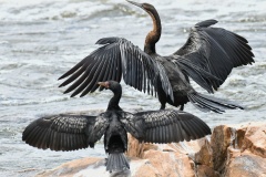 African-darter-Reed-cormorant-1
