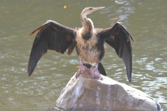 African-darter