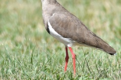 Crowned-lapwing
