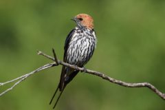 Lesser-striped-swallow-scaled