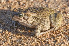 Raucous-toad-scaled