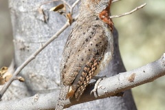 Red-throated-Wryneck