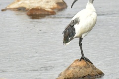 Sacred-Ibis