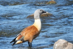 South-African-shelduck