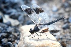 Southern-banded-groundling