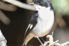 Southern-fiscal-male