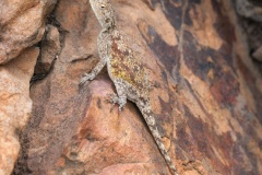 Southern-rock-agama-female1