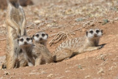 Suricate1