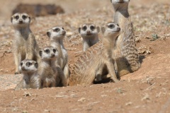 Suricate2