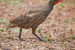 Swainsons-spurfowl