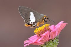 Two-pip-policeman-scaled