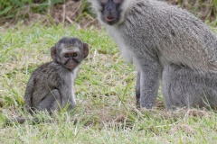 Vervet-monkey