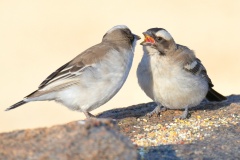 White-browed-sparrow-weaver1