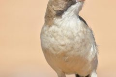 White-browed-sparrow-weaver2-scaled