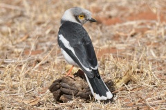 White-crested-helmetshrike