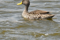 Yellow-billed-duck