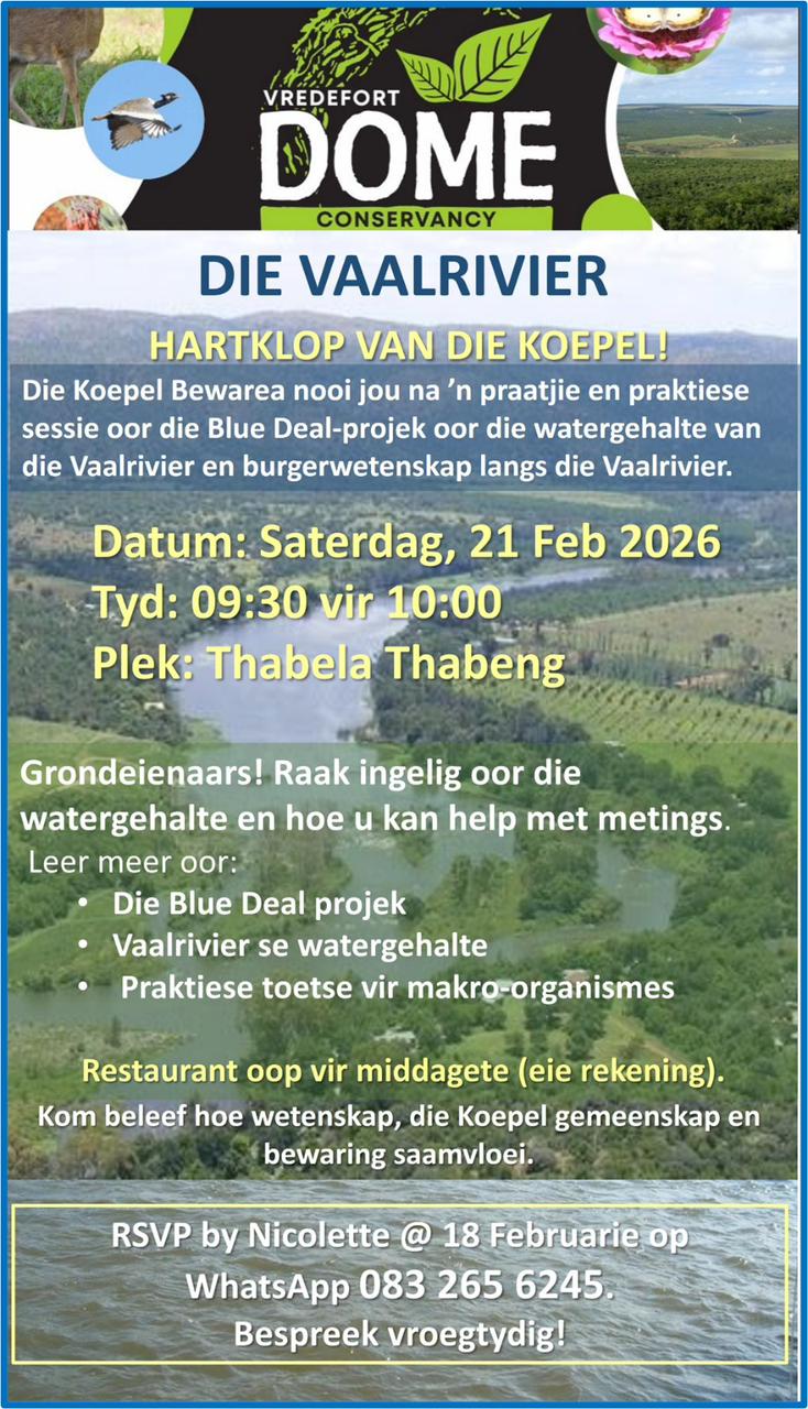 hartklop van die koepel